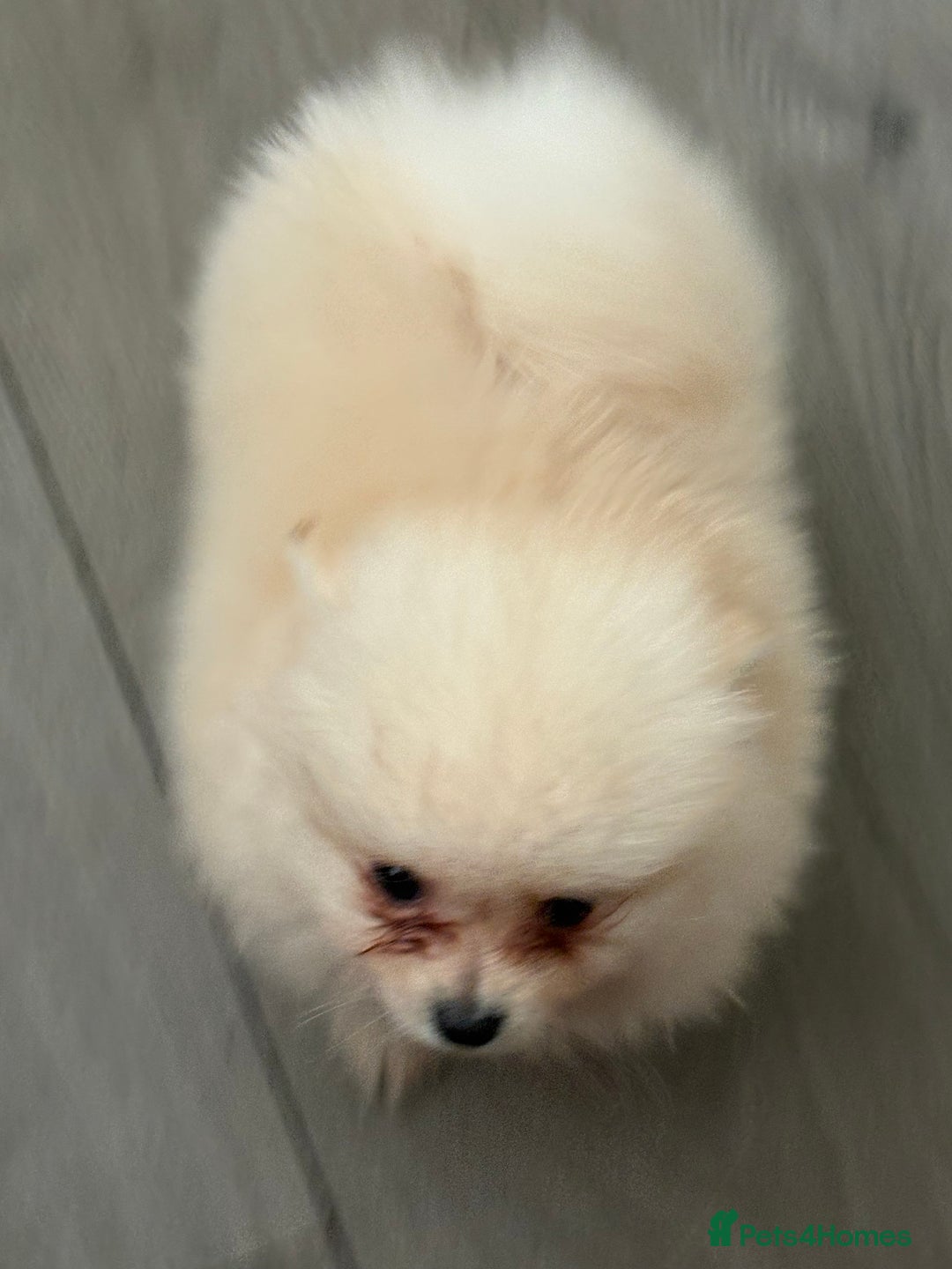 Pomeranian dogs for sale: ** Pomeranian Puppies 🐶🤍🐻🤎 - Image 15