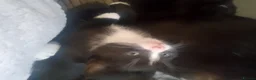 British Longhair cats for sale: Beautiful black and white kittens  in Tunbridge Wells - Advert 3