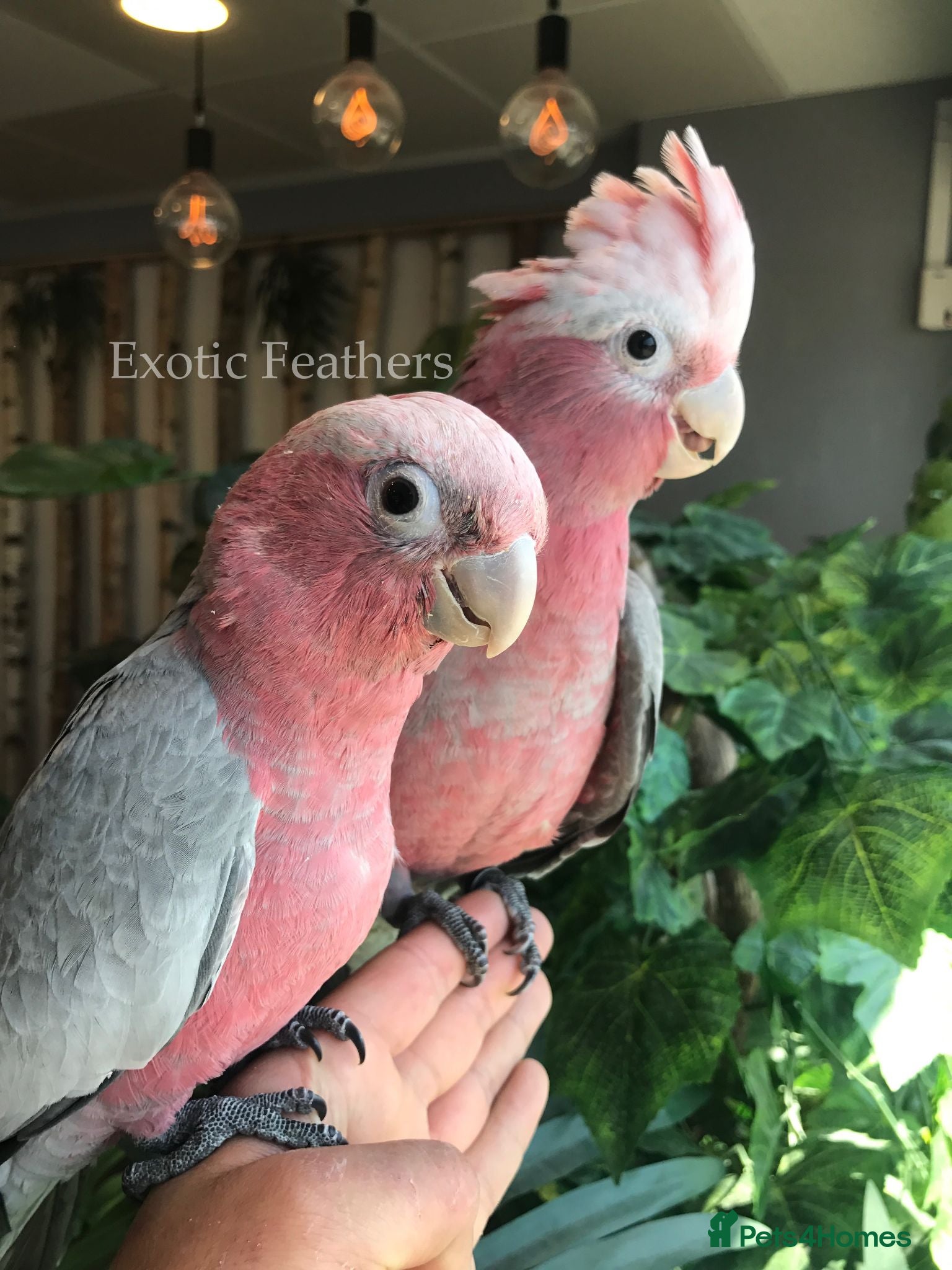Cockatoo birds Cuddly Baby Galah Cockatoos For Sale - Advert 1