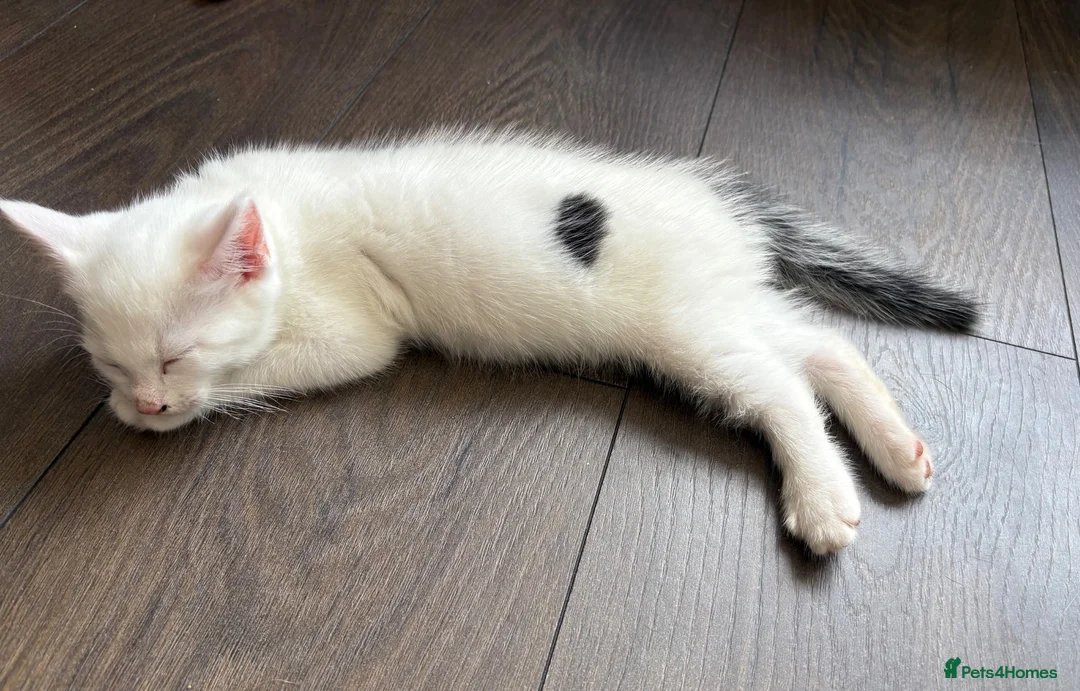 Mixed Breed cats for sale: Last kitten available  in Aldershot - Advert 4
