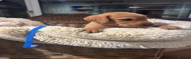 Labrador Retriever 1