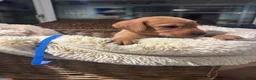Labrador Retriever dogs for sale: Exceptional working Labrador puppies  - Advert 8