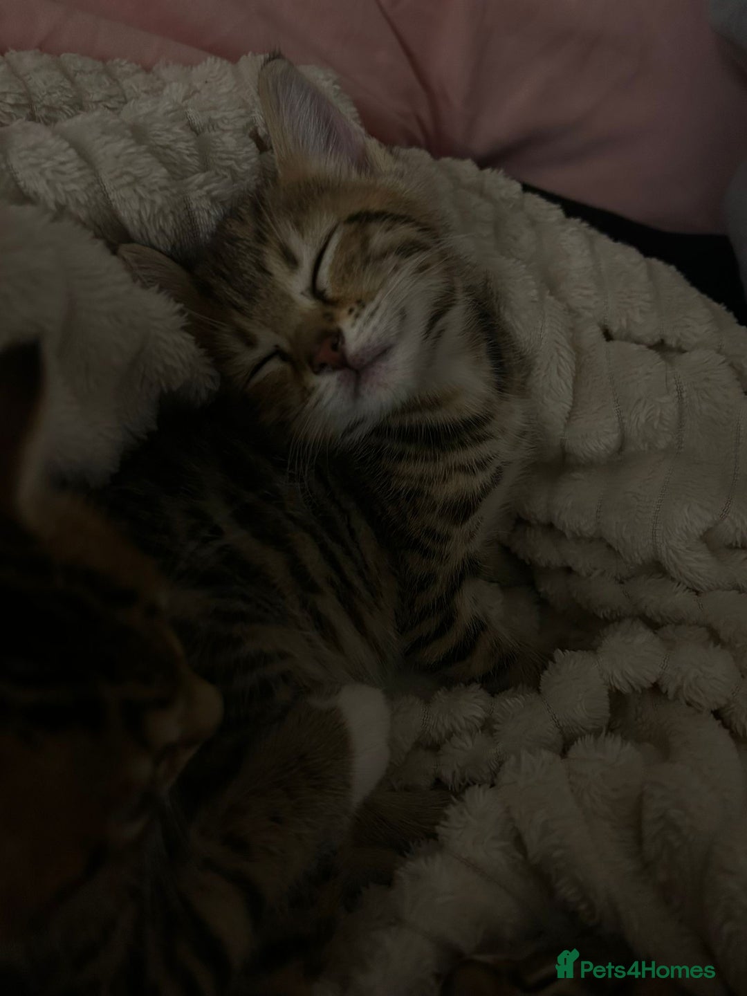 Bengal cats for sale: 1 female bengal kitten left ‼️ - Advert 4