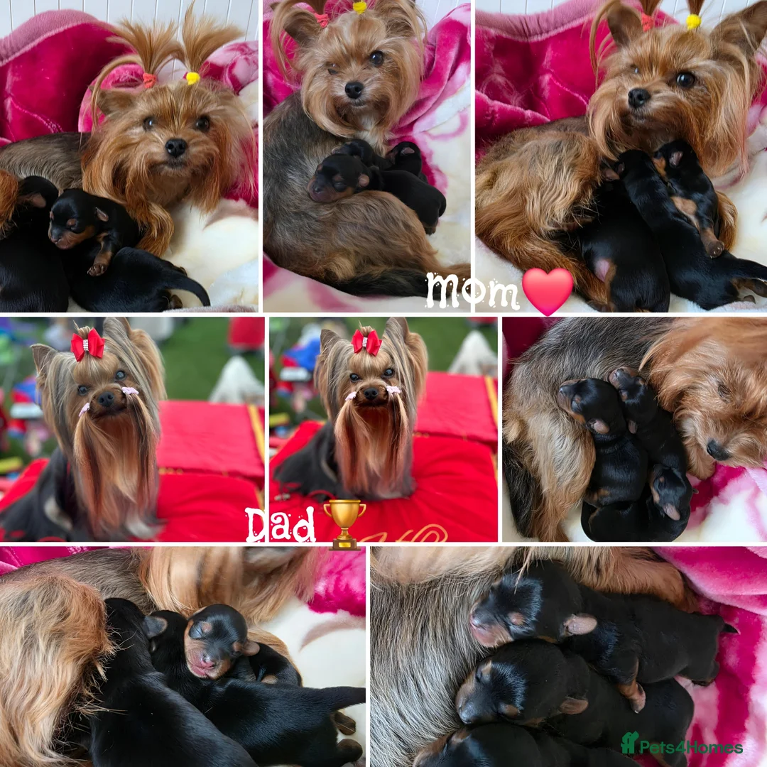 Yorkshire Terrier dogs for sale: Tiny Yorkshire terrier puppies🐶♥️💙💚 - Advert 1