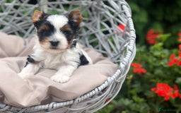 Yorkshire Terrier dogs for sale: One Beautiful Biewer Terrier Boy! - Image 5