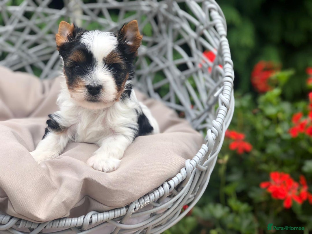 Yorkshire Terrier dogs for sale: One Beautiful Biewer Terrier Boy! - Image 5