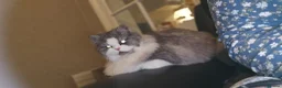 Mixed Breed cats for sale: Persian x British Shorthair  in Stoke-on-Trent - Advert 3