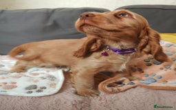 Cocker Spaniel dogs for sale: 🔥LAST TWO BOYS LEFT!🔥 KC SHOW COCKER SPANIEL  - Image 22