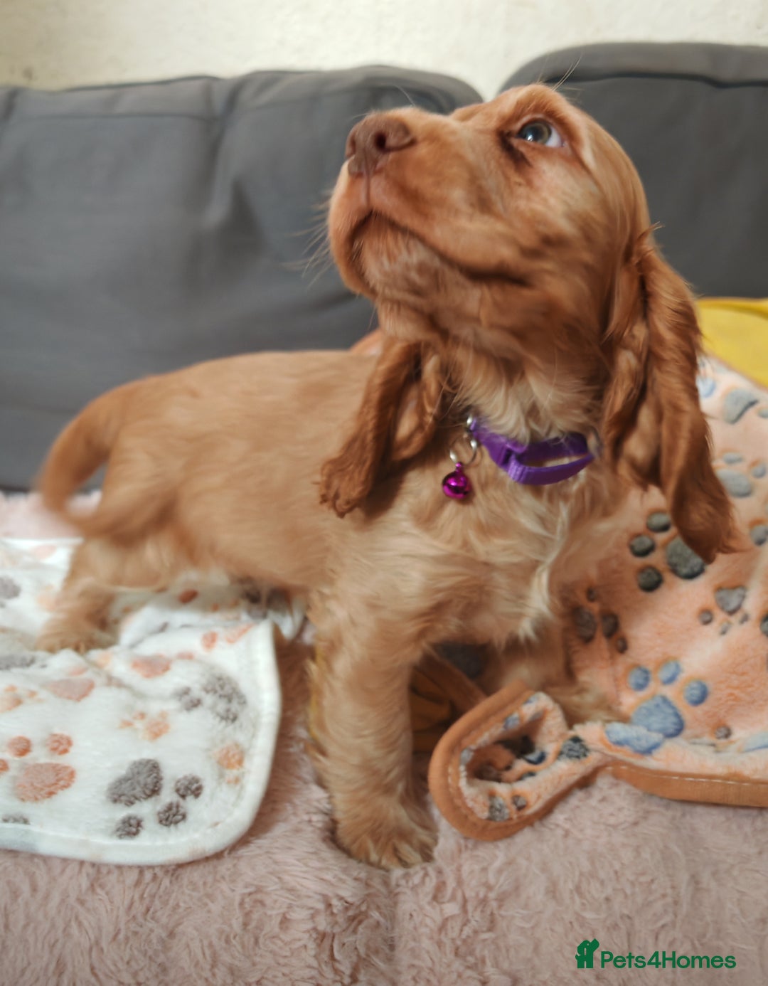 Cocker Spaniel dogs for sale: 🔥LAST TWO BOYS LEFT!🔥 KC SHOW COCKER SPANIEL  - Image 22