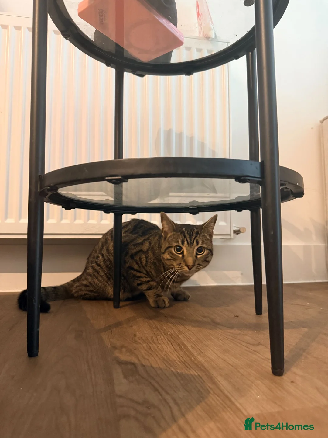British Shorthair cats for sale: Adorable male tabby cat - Advert 6
