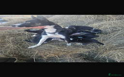 Border Collie dogs for sale: Wonderful black/white/tri border collie puppies  - Image 14