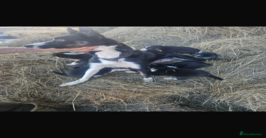 Border Collie dogs - Advert 2