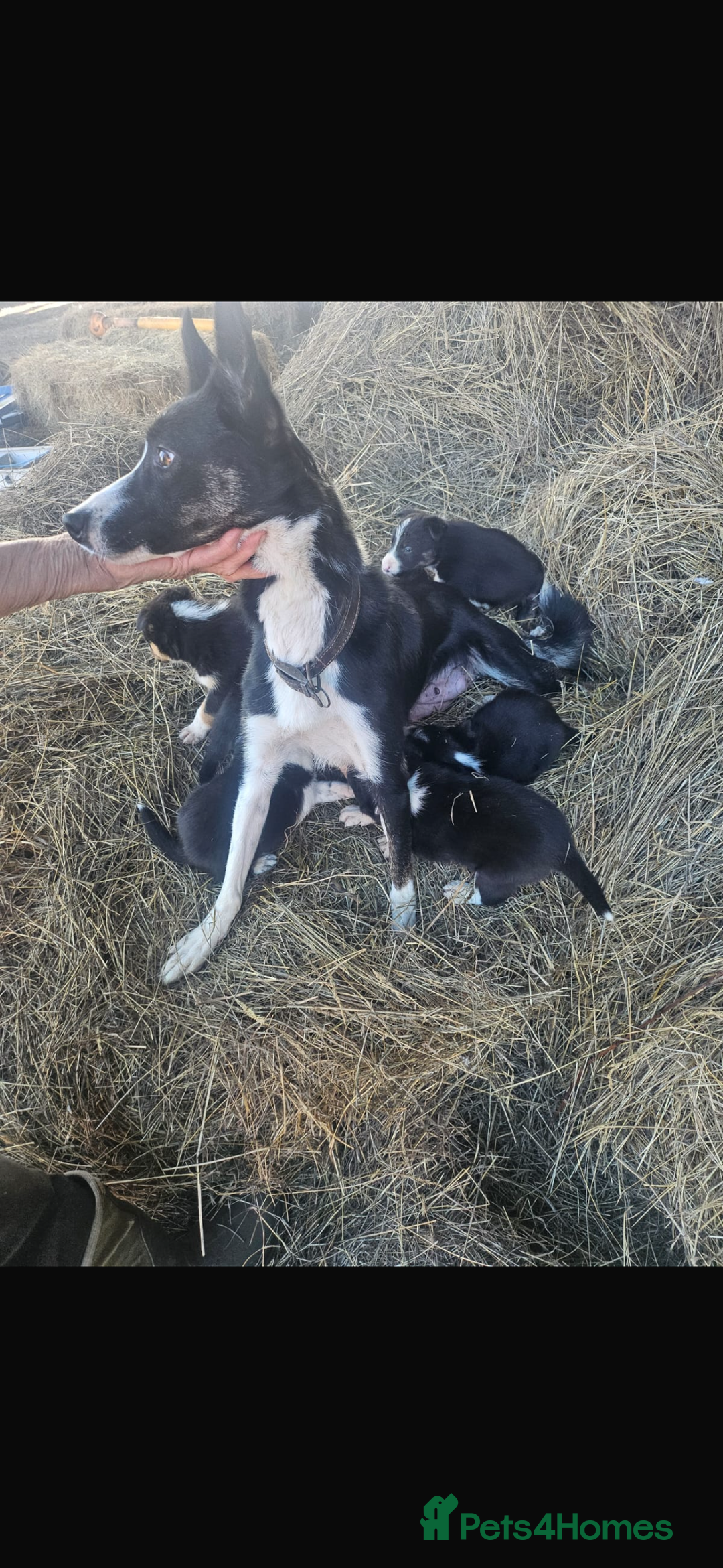 Border Collie dogs for sale: Wonderful black/white/tri border collie puppies  - Image 14