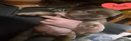 French Bulldog dogs for sale: French bulldog puppies ready for forever homes  - Advert 7