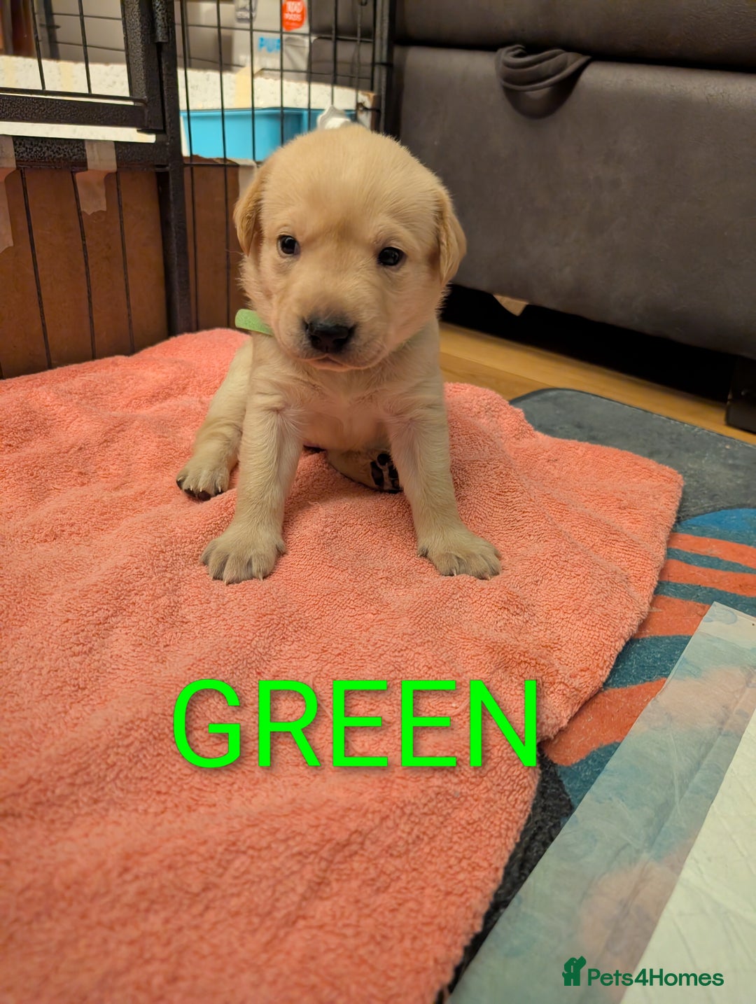 Labrador Retriever dogs for sale: Labrador puppies - Image 3