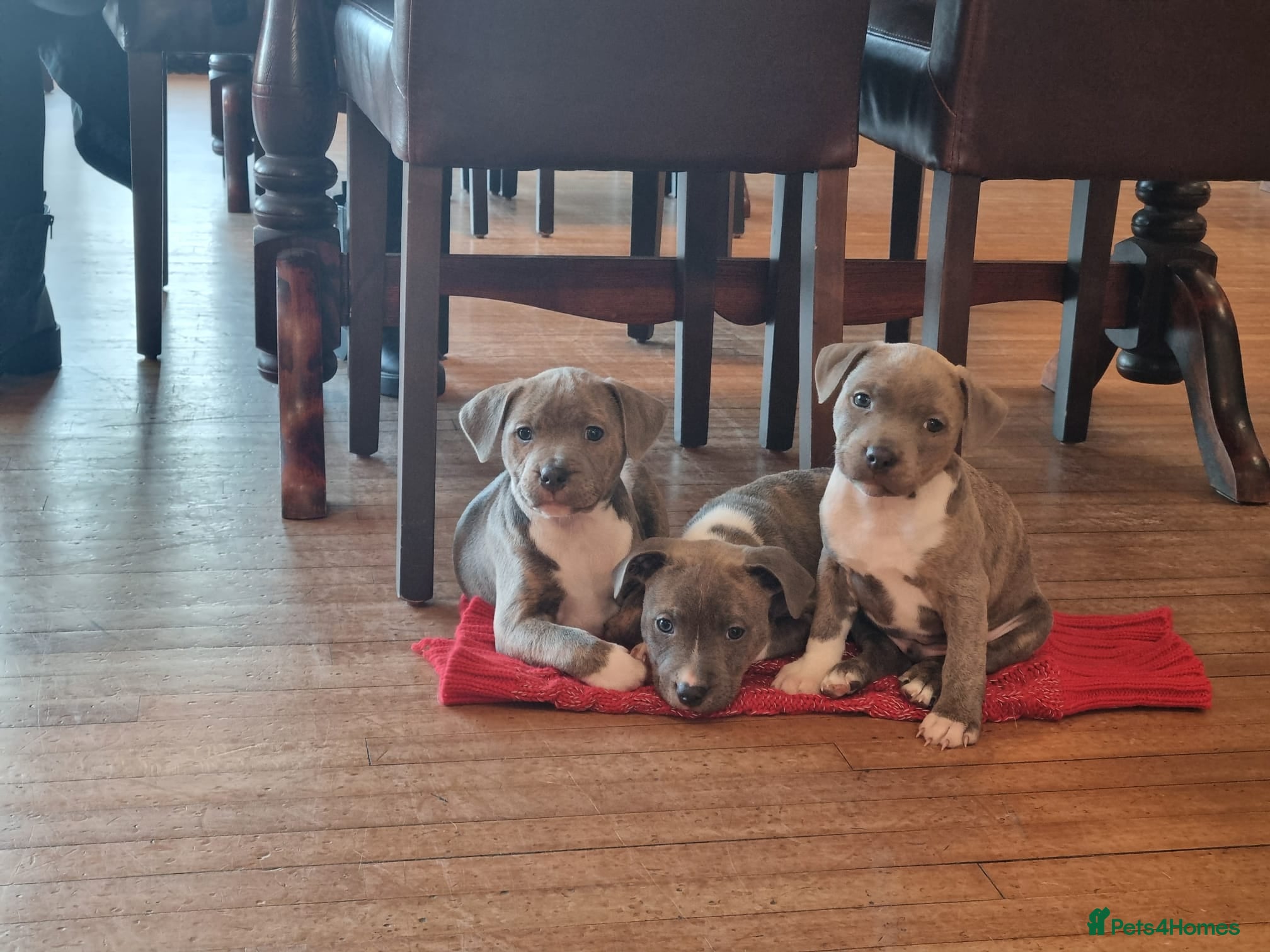Staffordshire Bull Terrier dogs Staffy Puppies. Exceptional Temperament. - Advert 10