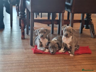 Staffordshire Bull Terrier dogs Staffy Puppies. Exceptional Temperament. - Advert 10