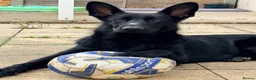 German Shepherd dogs for sale: Blaze  - Advert 4