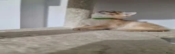 British Shorthair cats for sale: GCCF BY12 Golden British Shorthair Kittens - Advert 8