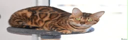 Bengal cats for sale: Absolutely Stunning litter, TICA reg Bengal Cubs  in Bexleyheath - Advert 5