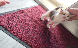Mixed Breed cats for sale: 4 Mixed Breed Kittens  - Image 32