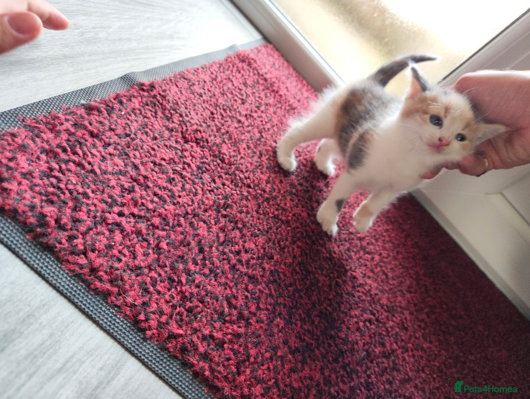 Mixed Breed cats for sale: 4 Mixed Breed Kittens  - Image 32