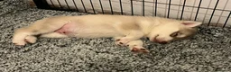 Northern Inuit dogs for sale: Northern Innuit puppies for sale  - Advert 13