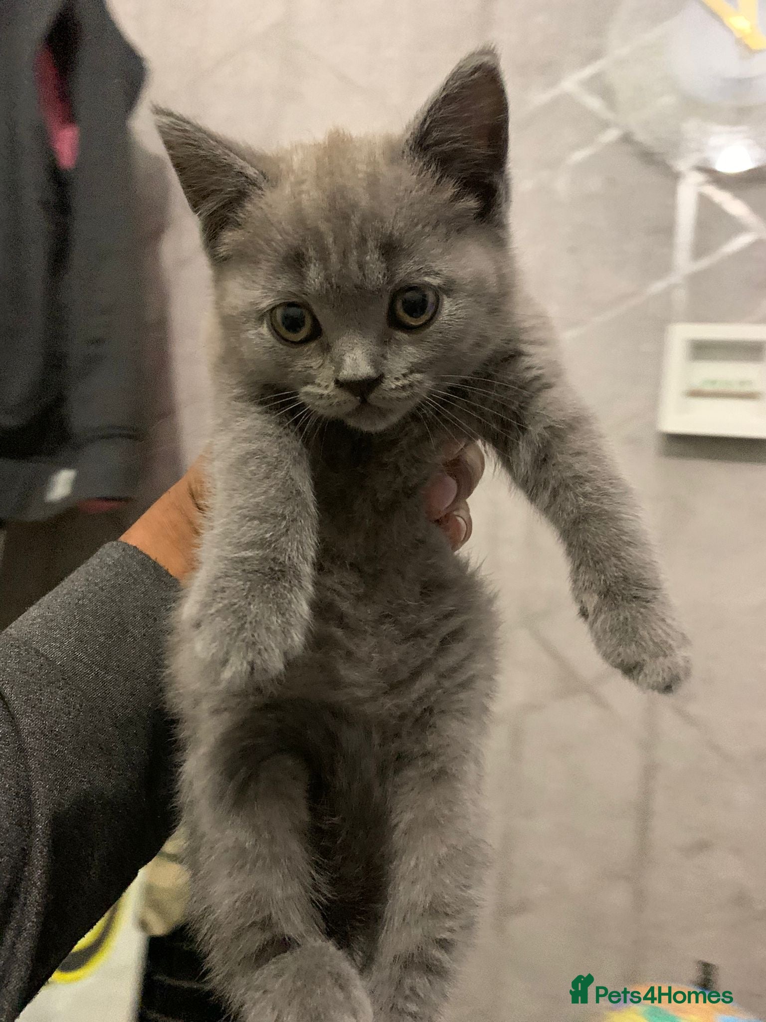 British Shorthair cats ONLY ONE FEMALE BRITISH SHORTHAIR LEFT - Advert 2