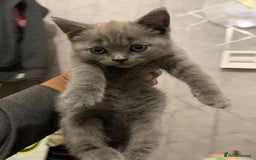 British Shorthair cats for sale: ONLY ONE FEMALE BRITISH SHORTHAIR LEFT - Image 1