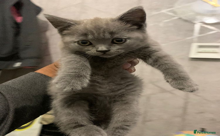 British Shorthair cats - Advert 14