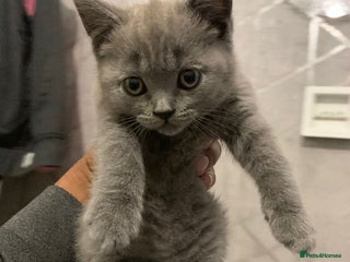 British Shorthair cats - Advert 21