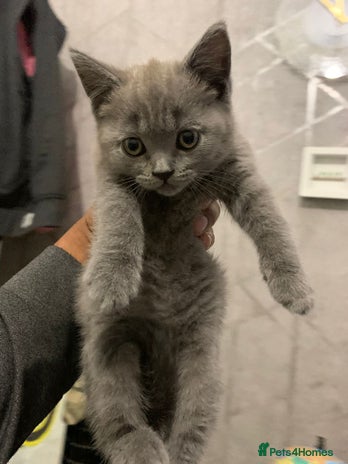 British Shorthair cats - Advert 5