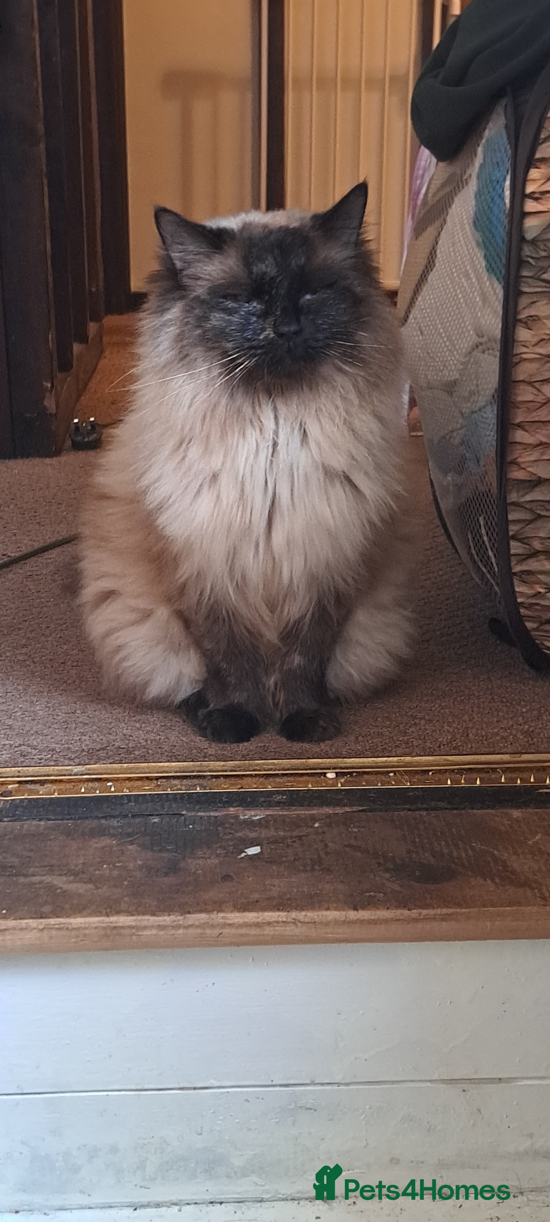 Balinese cats Balinese mix ready now! - Advert 1