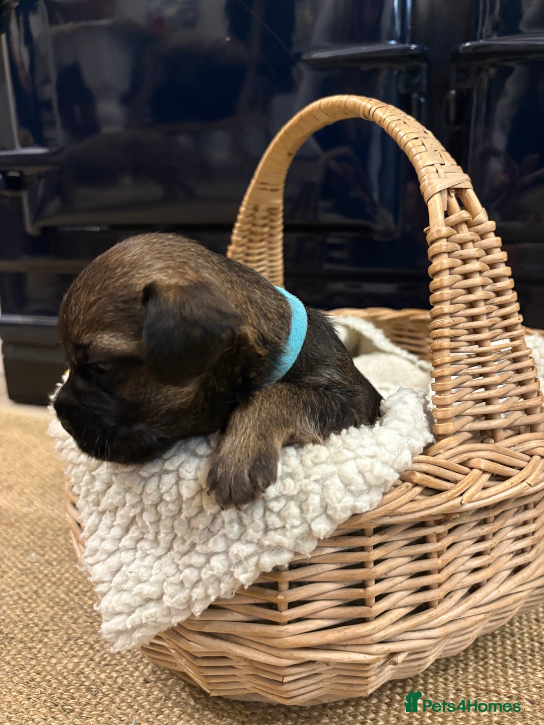 Border Terrier dogs for sale: Gorgeous Border Terrier Puppies looking for homes - Image 25