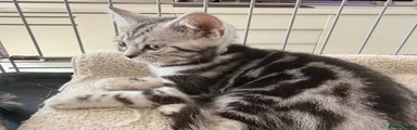 British Shorthair Kitten 5