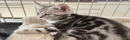 British Shorthair cats for sale: Outstanding GCCF Champion BSH Silver Tabby Kittens - Advert 31