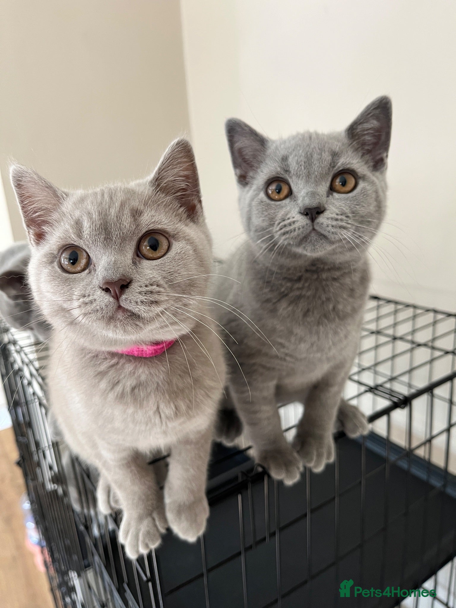 British Shorthair cats 1 x Lilac & 1 x Blue BSH’s GCCF available NOW 🩵💜 - Advert 2