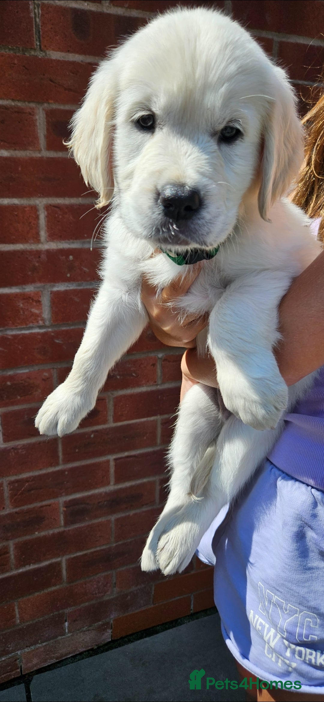 Golden Retriever dogs for sale: Adorable Golden Retriever Puppies - Image 12