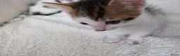 Mixed Breed cats for sale: 🐾 Gorgeous Home-Raised Tabby & White Kittens 🐾 in Rochdale - Advert 7