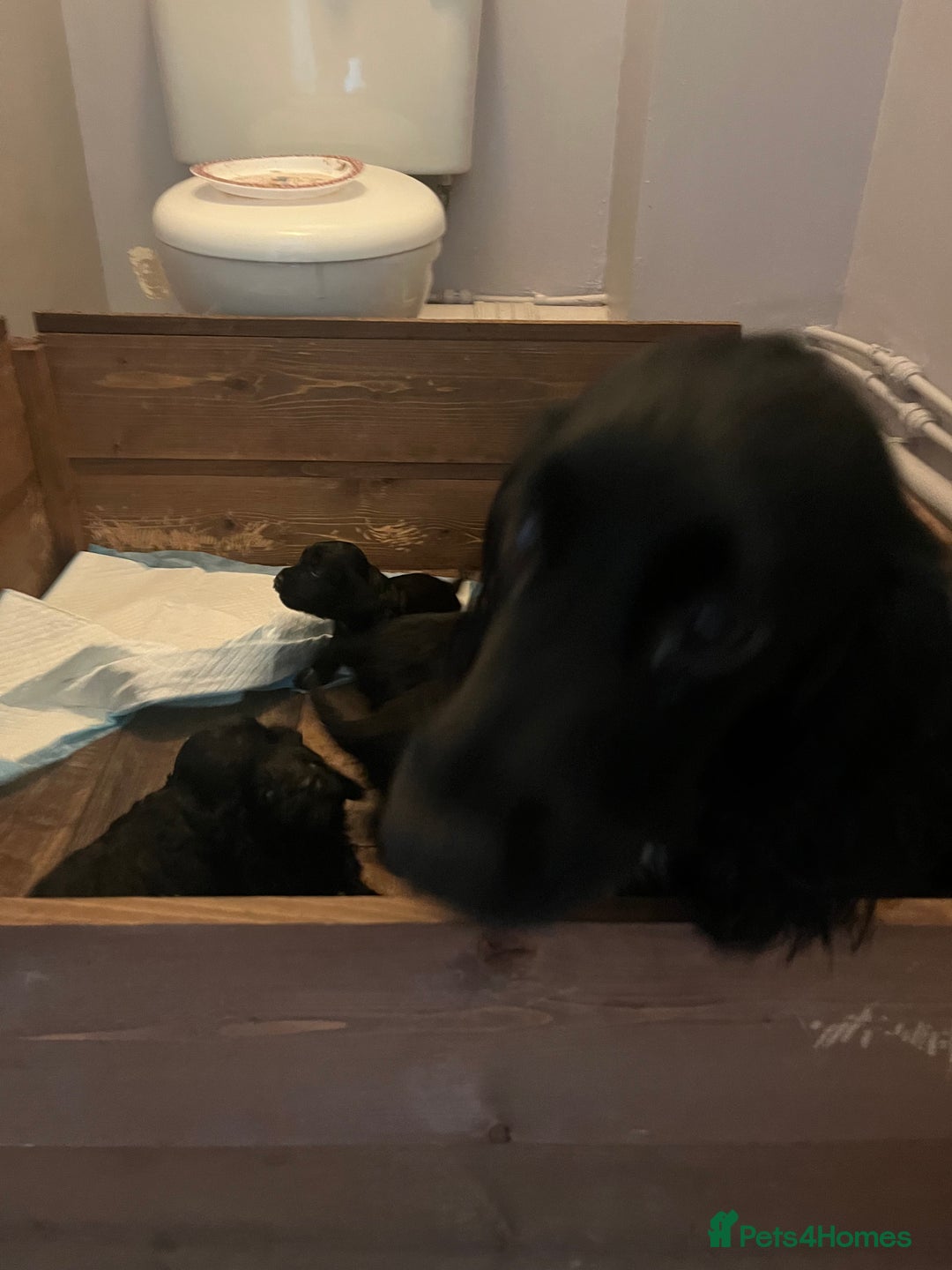 Cockapoo dogs for sale: Stunning f1 Cockapoo puppies  - Image 7
