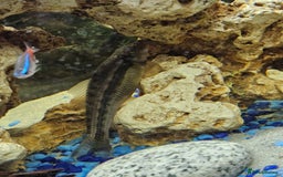 Other/Mixed Breed fish for sale: 2 Chinese algae eaters - Image 1