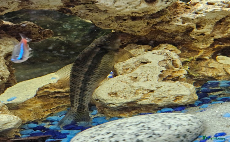 Other/Mixed Breed fish - Advert 1