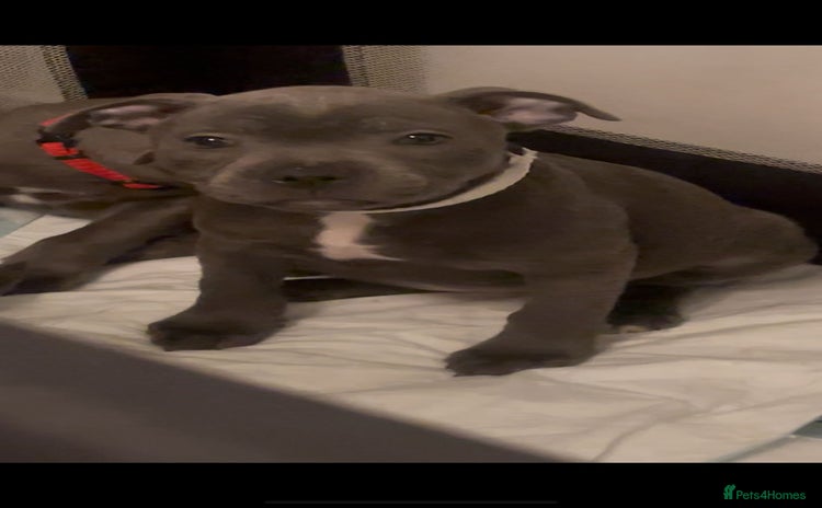Staffordshire Bull Terrier dogs - Advert 12