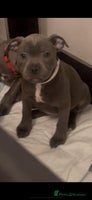 Staffordshire Bull Terrier dogs - Advert 13