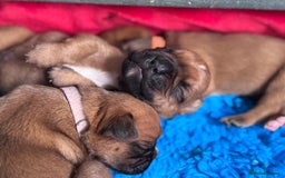 Boxer dogs for sale: 10 Boxer X Puppies - Ready 13th October - Image 24