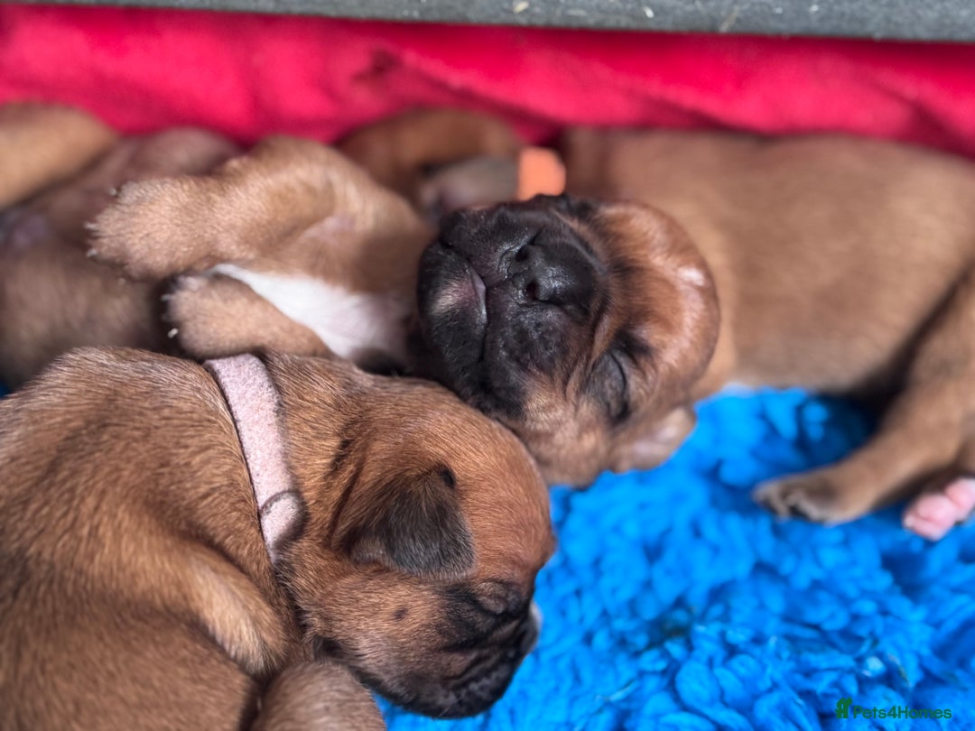Boxer dogs for sale: 10 Boxer X Puppies - Ready 13th October - Image 24