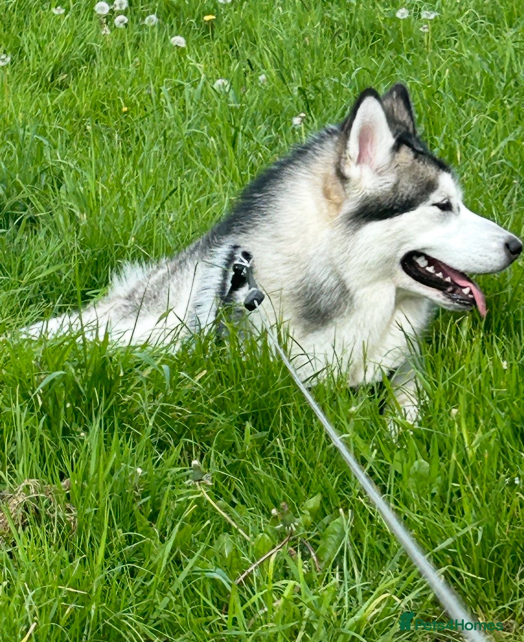 Alaskan Malamute dogs for sale: 3 year old KC registered female Alaskan malamute - Image 4