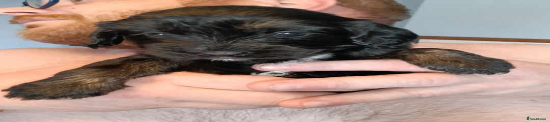 Mixed Breed Puppy 3