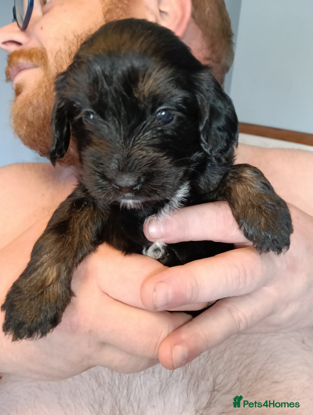 Mixed Breed dogs for sale: 6 Beautiful mixed breed puppies  - Image 13