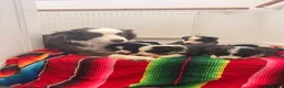 Border Collie dogs for sale: lovely boy border collie for sale  - Advert 2